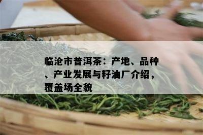 临沧市普洱茶：产地、品种、产业发展与籽油厂介绍，覆盖场全貌