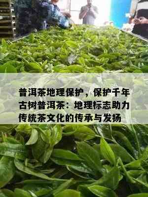 普洱茶地理保护，保护千年古树普洱茶：地理标志助力传统茶文化的传承与发扬