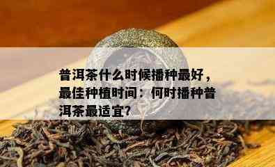 普洱茶什么时候播种更好，更佳种植时间：何时播种普洱茶最适宜？