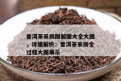 普洱茶采摘图解图大全大图，详细解析：普洱茶采摘全过程大图展示