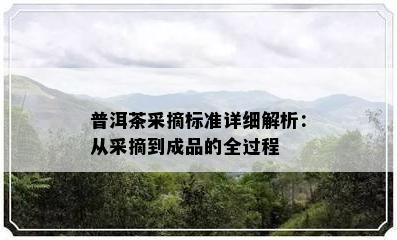 普洱茶采摘标准详细解析：从采摘到成品的全过程