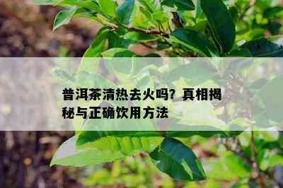 普洱茶清热去火吗？真相揭秘与正确饮用方法