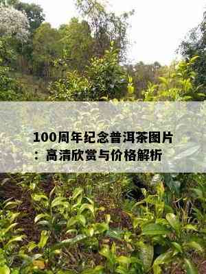 100周年纪念普洱茶图片：高清欣赏与价格解析