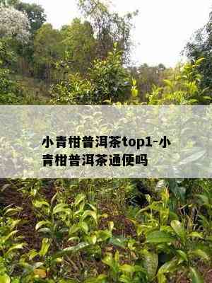 小青柑普洱茶top1-小青柑普洱茶通便吗