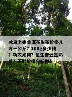 冰岛老寨普洱茶生茶价格几万一公斤？100g多少钱？功效如何？是生普还是熟普？茶叶价格全知道！