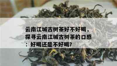 云南江城古树茶好不好喝，探寻云南江城古树茶的口感：好喝还是不好喝？