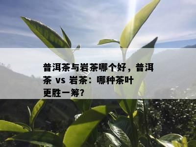 普洱茶与岩茶哪个好，普洱茶 vs 岩茶：哪种茶叶更胜一筹？