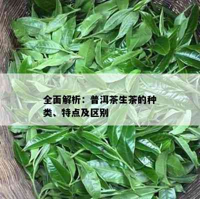 全面解析：普洱茶生茶的种类、特点及区别