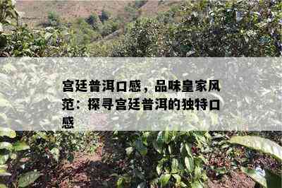 宫廷普洱口感，品味皇家风范：探寻宫廷普洱的独特口感