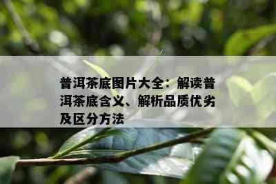 普洱茶底图片大全：解读普洱茶底含义、解析品质优劣及区分方法