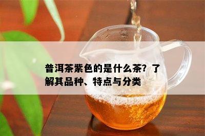 普洱茶紫色的是什么茶？了解其品种、特点与分类