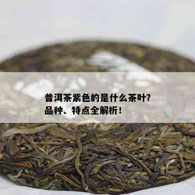 普洱茶紫色的是什么茶叶？品种、特点全解析！