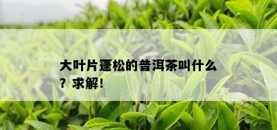 大叶片蓬松的普洱茶叫什么？求解！