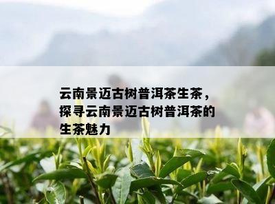 云南景迈古树普洱茶生茶，探寻云南景迈古树普洱茶的生茶魅力