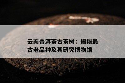 云南普洱茶古茶树：揭秘最古老品种及其研究博物馆