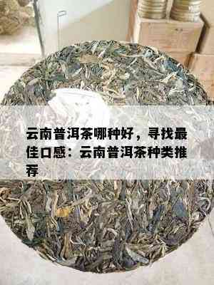 云南普洱茶哪种好，寻找更佳口感：云南普洱茶种类推荐