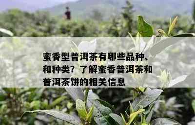 蜜香型普洱茶有哪些品种、和种类？了解蜜香普洱茶和普洱茶饼的相关信息