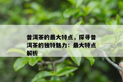 普洱茶的更大特点，探寻普洱茶的独特魅力：更大特点解析