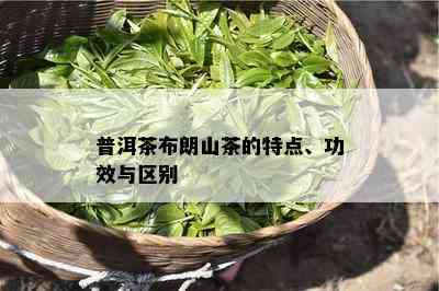 普洱茶布朗山茶的特点、功效与区别