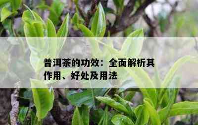 普洱茶的功效：全面解析其作用、好处及用法