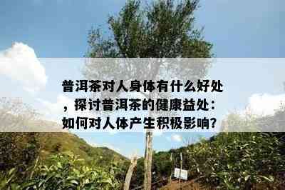 普洱茶对人身体有什么好处，探讨普洱茶的健康益处：如何对人体产生积极影响？