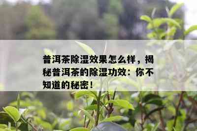 普洱茶除湿效果怎么样，揭秘普洱茶的除湿功效：你不知道的秘密！