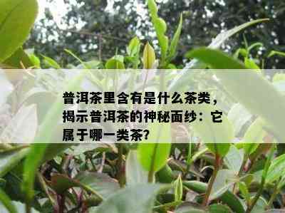 普洱茶里含有是什么茶类，揭示普洱茶的神秘面纱：它属于哪一类茶？