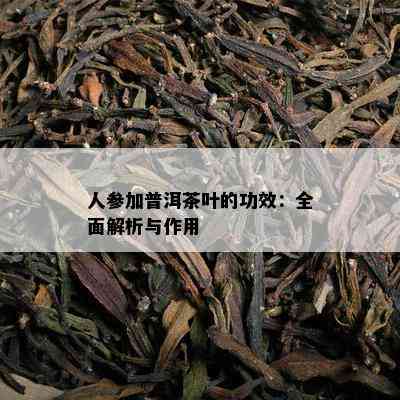 人参加普洱茶叶的功效：全面解析与作用