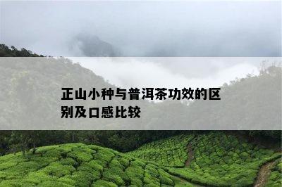 正山小种与普洱茶功效的区别及口感比较