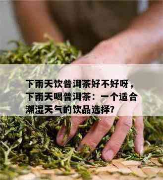 下雨天饮普洱茶好不好呀，下雨天喝普洱茶：一个适合潮湿天气的饮品选择？