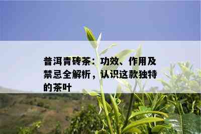 普洱青砖茶：功效、作用及禁忌全解析，认识这款独特的茶叶