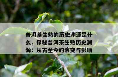 普洱茶生熟的历史渊源是什么，探秘普洱茶生熟历史渊源：从古至今的演变与影响