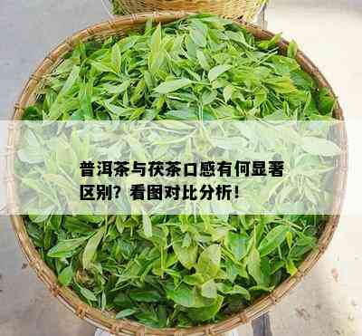 普洱茶与茯茶口感有何显著区别？看图对比分析！