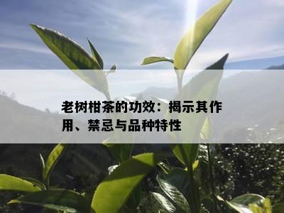 老树柑茶的功效：揭示其作用、禁忌与品种特性