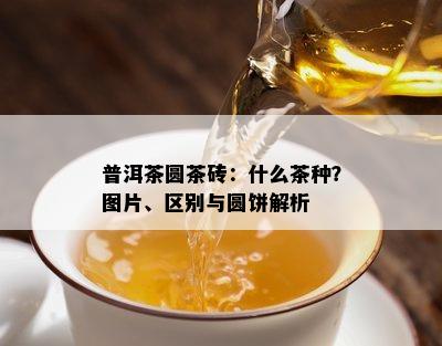 普洱茶圆茶砖：什么茶种？图片、区别与圆饼解析