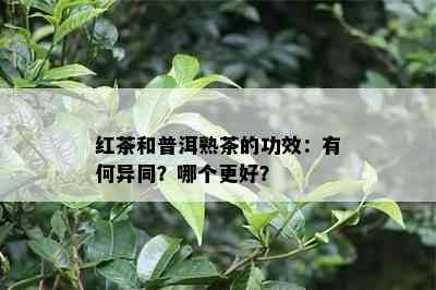 红茶和普洱熟茶的功效：有何异同？哪个更好？