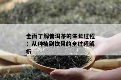 全面了解普洱茶的生长过程：从种植到饮用的全过程解析