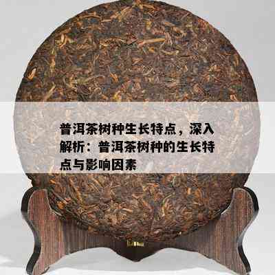 普洱茶树种生长特点，深入解析：普洱茶树种的生长特点与影响因素