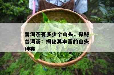 普洱茶有多少个山头，探秘普洱茶：揭秘其丰富的山头种类