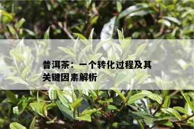 普洱茶：一个转化过程及其关键因素解析