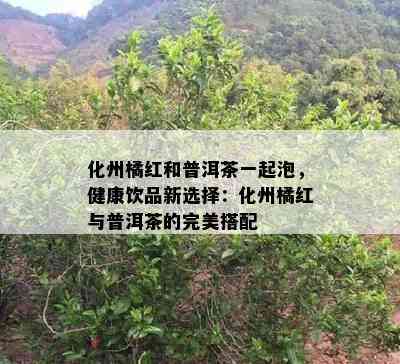 化州橘红和普洱茶一起泡，健康饮品新选择：化州橘红与普洱茶的完美搭配