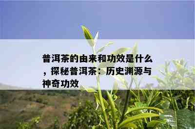 普洱茶的由来和功效是什么，探秘普洱茶：历史渊源与神奇功效