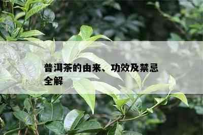 普洱茶的由来、功效及禁忌全解