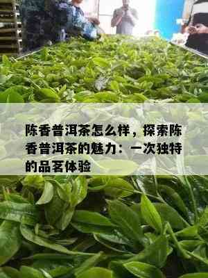 陈香普洱茶怎么样，探索陈香普洱茶的魅力：一次独特的品茗体验