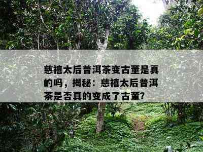 慈禧太后普洱茶变古董是真的吗，揭秘：慈禧太后普洱茶是否真的变成了古董？