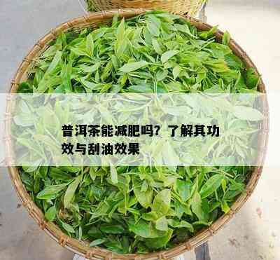 普洱茶能减肥吗？了解其功效与刮油效果