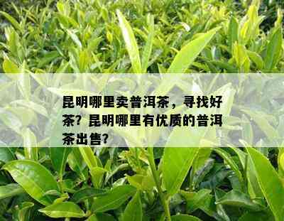 昆明哪里卖普洱茶，寻找好茶？昆明哪里有优质的普洱茶出售？