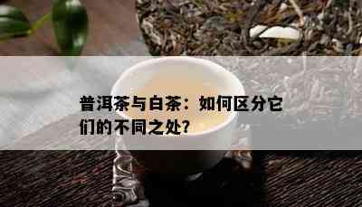 普洱茶与白茶：如何区分它们的不同之处？