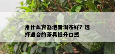 用什么容器泡普洱茶好？选择适合的茶具提升口感