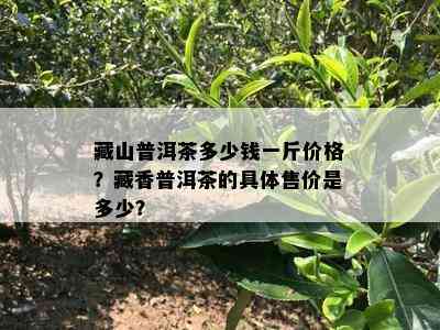 藏山普洱茶多少钱一斤价格？藏香普洱茶的具体售价是多少？